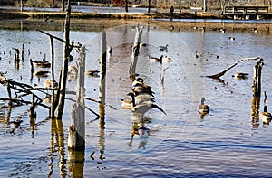 Canadian Geese and Mallards Ducks on a Pond - 2