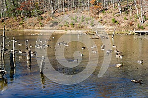 Canadian Geese and Mallards Ducks on a Pond - 3