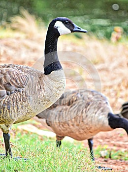 Canadian Geese, mated pair next to a Pond in Oklahoma City