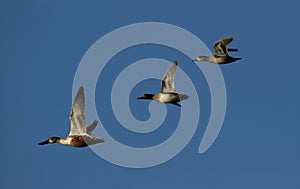 Canadian geese migrating