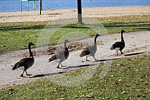 Canadian Geese out for a stroll