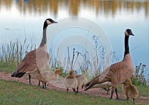 Canadian Geese pair with baby goslings next to Sylvan Lake in Custer State Park in the Black Hills of South Dakota