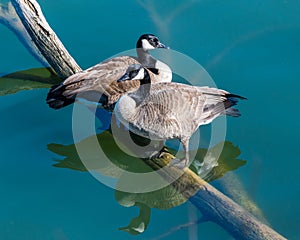 Canadian Geese pairing on a submerged log photo