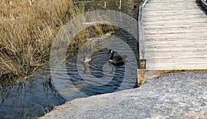 Canadian Geese at Pandapas Pond