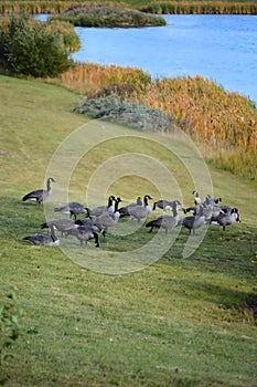 Canadian Geese at the Park