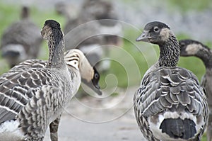 Canadian geese pecking for grain at Slimbridge Gloucestershire, England