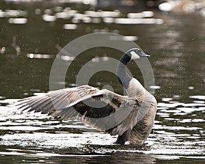 Canadian Geese Photo. Canadian Geese close-up profile view swimming in the water with spread wings in its habitat and environment