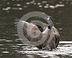 Canadian Geese Photo. Canadian Geese close-up profile view swimming in the water with spread wings in its habitat and environment