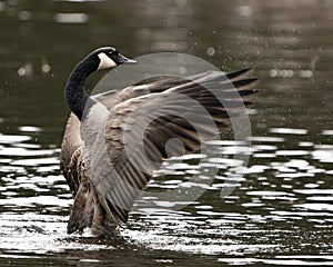 Canadian Geese Photo. Canadian Geese close-up profile view swimming in the water with spread wings in its habitat and environment