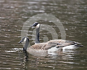 Canadian Geese Photo. Couple close-up profile view swimming in the water in its habitat and environment, looking to the left side