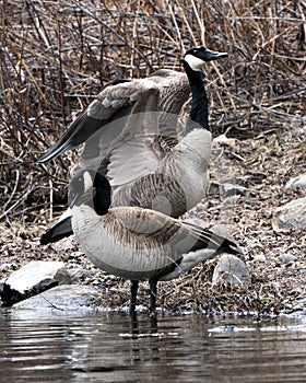 Canadian Geese Photo. Couple close-up profile view by the the water with spread wings in their habitat and