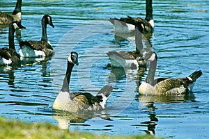 Canadian Geese on a pond in NW Oklahoma City