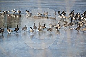 Canadian geese resting on icy lake at opening to clear water