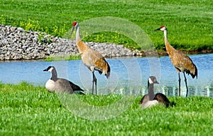 Canadian geese and sand-hill cranes