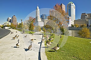 Canadian Geese and Scioto River and Columbus Ohio skyline