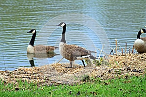 Canadian Geese on the Shore