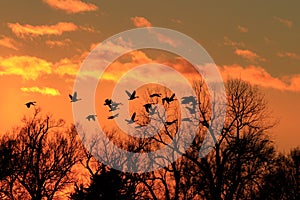 Canadian Geese Silhouette with a colorful Sunset