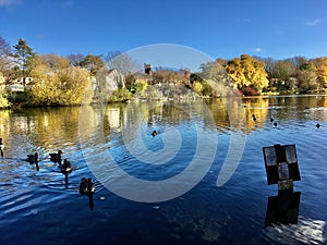 Canadian Geese and Smith Pool reflections