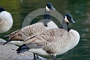 Canadian geese standing in line