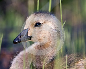 Canadian Geese stock photos. Baby Geese. Image. Picture. Portrait. Baby bird. Head close-up