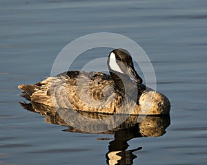 Canadian Geese stock photos. Canadian Geese close-up profile view  swimming in the water in its habitat