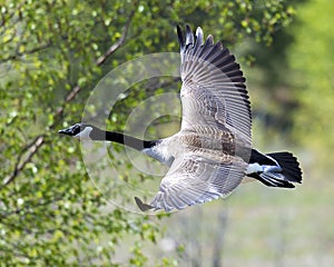 Canadian Geese stock photos.  Geese Candian Geese flying profile view. Canadian geese profile view. Image. Portrait. Picture.