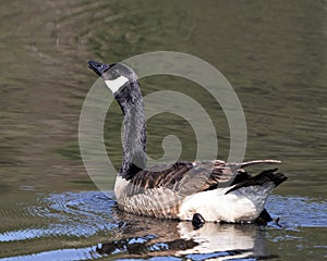 Canadian Geese stock photos. Image. Picture. Portrait. Close-up geese in water. Water background.