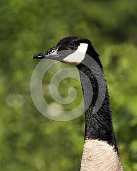 Canadian Geese stock photos. Image. Picture. Portrait. Head close-up