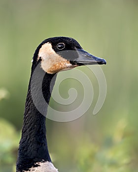 Canadian Geese stock photos. Image. Picture. Portrait. Head close-up. Blur background.