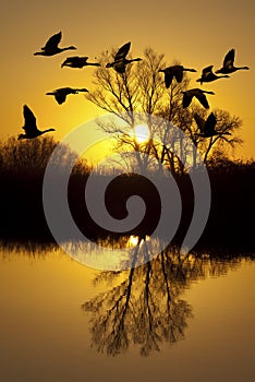 Canadian Geese at Sunset