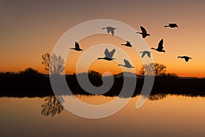 Canadian Geese at Sunset