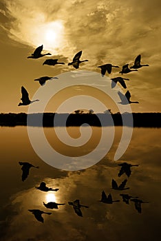 Canadian Geese at Sunset photo