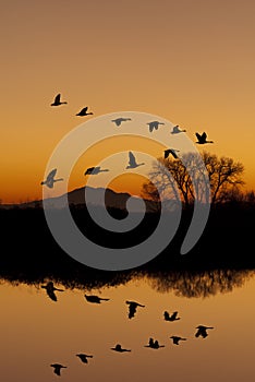 Canadian Geese at Sunset