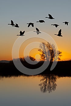 Canadian Geese at Sunset