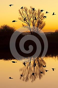 Canadian Geese at Sunset