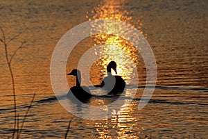 Canadian Geese at Sunset that`s a silhouette with a golden reflection on the water.