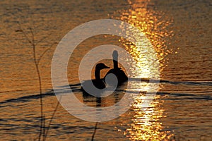 Canadian Geese at Sunset that`s a silhouette with a golden reflection on the water.