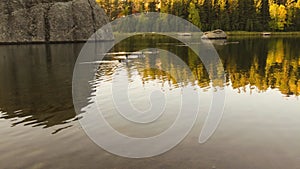 Canadian Geese Swimming on Sylvan Lake