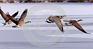 Canadian Geese taking flight over a frozen lake