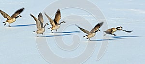 Canadian geese taking flight over a frozen lake