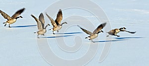 Canadian geese taking flight over a frozen lake photo