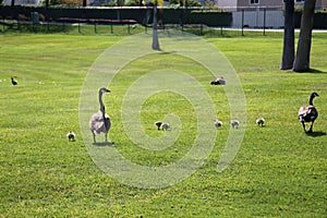 Canadian Geese with their Babies at a lake