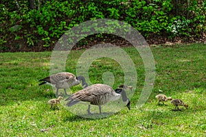 Canadian geese and their goslings