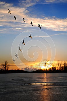 Canadian Geese in V Formation photo