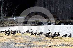 Canadian Geese on Vancouver Island, British Columbia, Canada