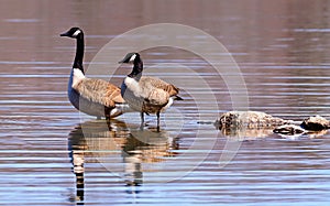 Canadian Geese wading in a lake