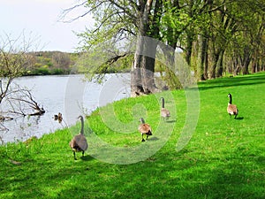 Canadian geese walking in a park by the river water gaggle