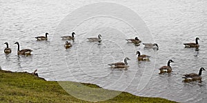 Canadian Geese Waterfowl on Lake