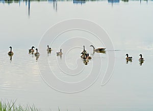 Canadian geese in the waters