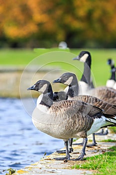 Canadian Geese at the waters edge